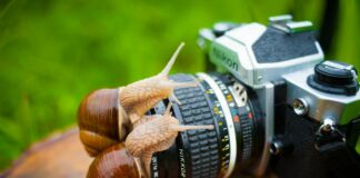 Макросъемка это ?!…