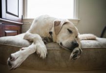 Почему у собаки отнимаются лапы?