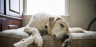 Почему у собаки отнимаются лапы?