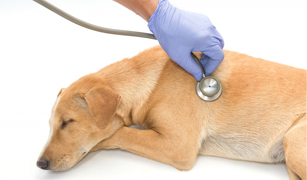 Основные симптомы и признаки сердечной недостаточности у собак и кошек