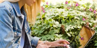 Тонкости выбора интернет-технологии для дачи