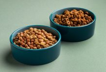 Всё о кормах для кошек: как выбрать лучший вариант для вашего питомца